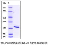 Sino Biological Recombinant Human Bcl-2 Protein (His Tag), Quantity: Each