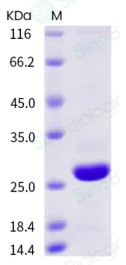 Sino Biological Human BCL2 / Bcl-2 (G101V) Protein (His Tag) 200ug, Quantity: