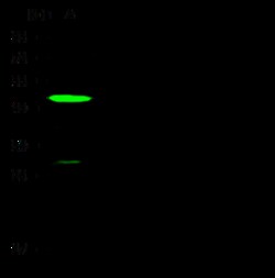 Sino Biological Anti-NGFR/p75NTR Antibody, Rabbit Polyclonal, Quantity: