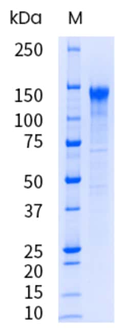 Sino Biological&nbsp;Recombinant Human LDLR/LDL Receptor Protein (His Tag), HPLC-verified, Endotoxin-Free