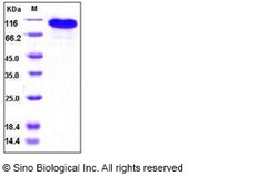 Sino Biological Recombinant Human BCAM Protein (hFc Tag), HPLC-verified,