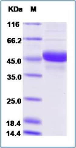 Sino Biological Recombinant Human CD40 Ligand/TNFSF5 Protein (ECD, hFc