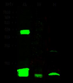 Sino Biological Anti-FKBP12 Antibody, Rabbit Polyclonal, Quantity: Each