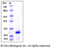 Sino Biological Recombinant Human Pin1 Protein (His Tag), Quantity: Each