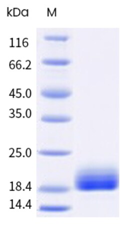 Sino Biological&nbsp;Recombinant Human Pin1 Protein, Biotinylated 100 µg