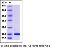Sino Biological Recombinant Human Pin1 Protein, Quantity: Each of 1