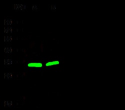 Sino Biological Anti-Galectin-3/LGALS3 Antibody, Rabbit Polyclonal, Quantity: