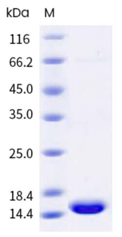 Sino Biological Recombinant Human Galectin-1/LGALS1 Protein (His Tag),