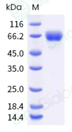 Sino Biological Human B7-DC / PD-L2 / CD273 / PDCD1LG2 Protein (Fc Tag)