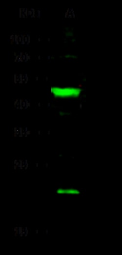 Sino Biological Recombinant Anti-PD-L2/B7-DC Antibody, Rabbit Monoclonal,
