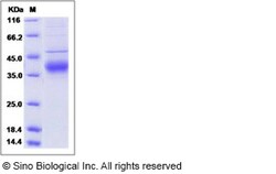 Sino Biological Human Angiopoietin 4 / ANG4 / ANGPT4 Protein (His Tag)