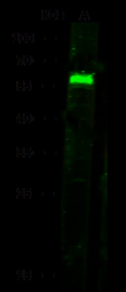 Sino Biological Anti-PAI-1/Serpin E1 Antibody, Rabbit Polyclonal, Quantity: