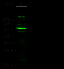Sino Biological Recombinant Anti-Alpha 2 Antiplasmin/SerpinF2 Antibody,
