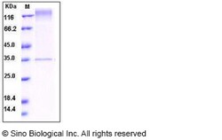 Sino Biological Recombinant Human Mer Protein, Quantity: Each of 1
