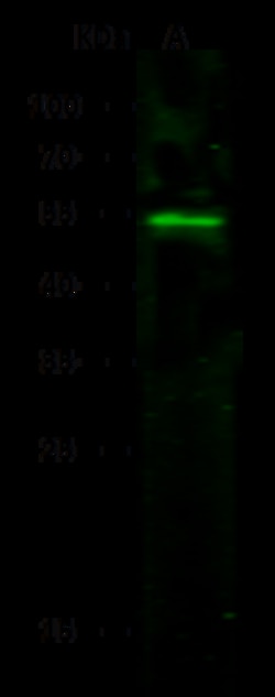 Sino Biological Anti-Serpin A1/Alpha-1-antitrypsin Antibody, Rabbit Polyclonal,