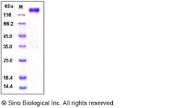Sino Biological Recombinant Human Leptin Receptor Protein (His & hFc Tag),