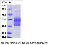 Sino Biological Human SPINT2 Protein (His Tag, ECD) 50ug, Quantity: Each