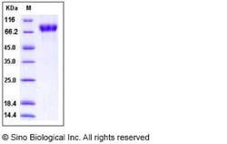 Sino Biological Recombinant Human ICAM-2/CD102 Protein (His & hFc Tag),