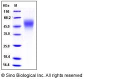 Sino Biological Recombinant Human ICAM-2/CD102 Protein (His Tag), Quantity: