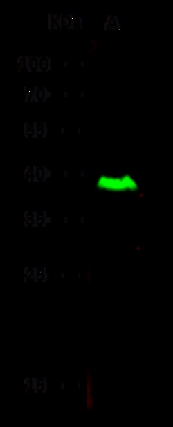 Sino Biological Recombinant Anti-ICAM-2/CD102 Antibody, Rabbit Monoclonal,