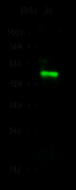 Sino Biological Recombinant Anti-ICAM-2/CD102 Antibody, Rabbit Monoclonal,
