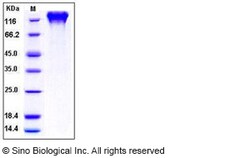 Sino Biological Recombinant Human ICAM-3/CD50 Protein (His & hFc Tag),