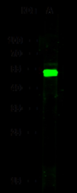 Sino Biological E-Selectin / CD62e / SELE Antibody, Rabbit MAb 100uL, Quantity: