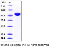 Sino Biological Recombinant Human Interferon alpha 4/IFNA4 Protein (hFc