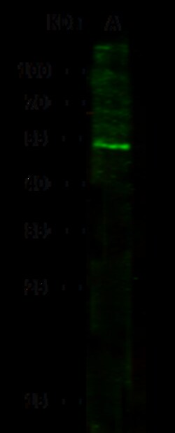 Sino Biological Recombinant Anti-IFNGR1 Antibody, Rabbit Monoclonal, Quantity: