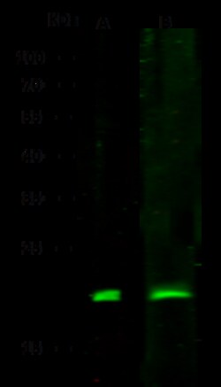 Sino Biological Anti-SMAC Antibody, Rabbit Polyclonal, Quantity: Each of
