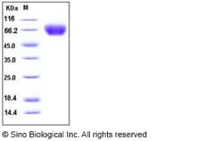 Sino Biological Recombinant Human ICAM-1/CD54 Protein (His Tag), HPLC-verified,