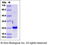 Sino Biological Recombinant Human IFN-alpha B2/IFNA8 Protein, Quantity: