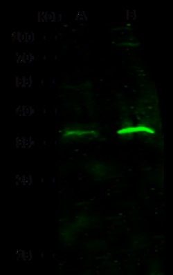 Sino Biological Anti-Interferon alpha/beta receptor 2 Antibody, Mouse Monoclonal,