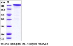 Sino Biological Recombinant Human, Rhesus ERBB4/Her4 Protein (hFc Tag)