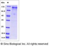 Sino Biological Recombinant Human, Rhesus ERBB4/Her4 Protein (His Tag),