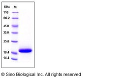 Sino Biological Recombinant Human IL-33 Protein, HPLC-verified, Quantity:
