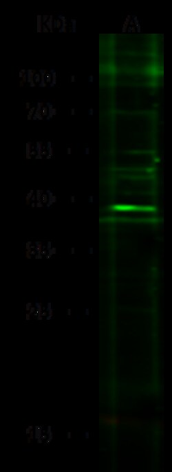 Sino Biological Anti-IL-33 Antibody, Rabbit Polyclonal, Quantity: Each