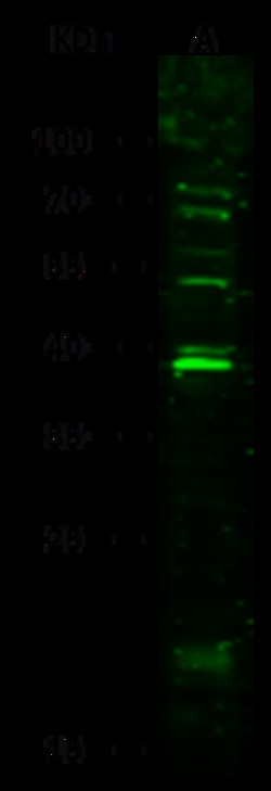 Sino Biological Anti-IL-33 Antibody, Rabbit Polyclonal, Quantity: Each