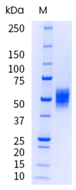 Sino Biological&nbsp;Recombinant Human IL-13 Protein (hFc Tag), HPLC-verified, Endotoxin-Free 1 mg