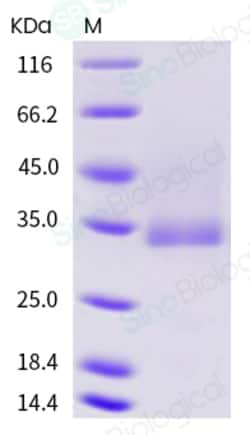 Sino Biological Recombinant Human CD32A/FCGR2A Protein (H167, His & AVI