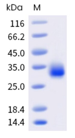 Sino Biological Human FCGR2A Protein 100ug (Sino Biological), Quantity: