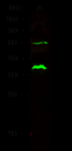Sino Biological Recombinant Anti-CD32A/FCGR2A Antibody, Rabbit Monoclonal,