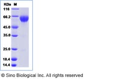 Sino Biological Recombinant Human PD-1 Protein (ECD, hFc Tag), HPLC-verified,