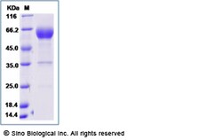 Sino Biological Recombinant Human PD-1 Protein (ECD, mFc Tag), HPLC-verified,