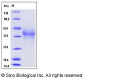 Sino Biological Recombinant Human PD-1 Protein (His Tag), Amine-Labeled