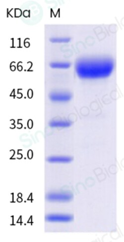 Sino Biological SARS-CoV-2 (2019-nCoV) Spike S1 NTD (L18F, D80A, D215G,