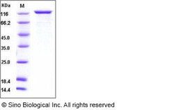 Sino Biological Recombinant Human Contactin-1 Protein (His Tag), HPLC-verified,