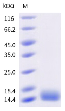 Sino Biological&nbsp;Recombinant Human Thioredoxin/TRX Protein, Biotinylated, HPLC-verified 100 µg