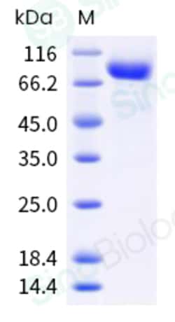 Sino Biological Recombinant Human CD4 Protein (ECD, hFc Tag), HPLC-verified,