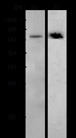 Sino Biological Recombinant Anti-CD4 Antibody, Rabbit Monoclonal, Quantity: